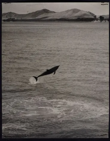 Image: Opo the dolphin, Opononi