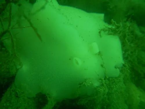 Atagema carinata