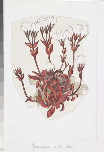 Image: Watercolour illustration of a native gentian (Gentiana bellidifolia), first appeared in 'Mountain Flowers of New Zealand'.