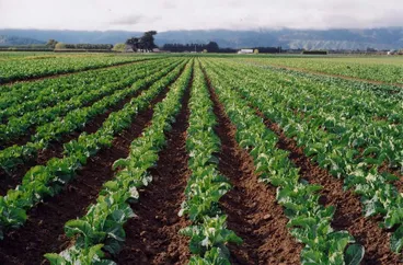 Image: Market Gardening, Levin