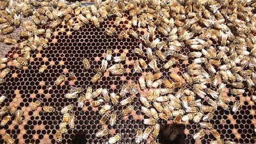 Image: Apis mellifera