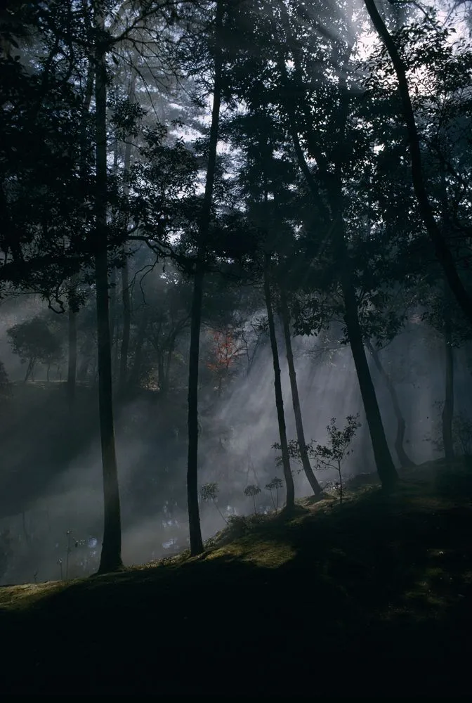 Japan Series: Misty Trees