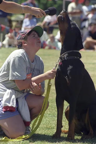 Image: A dog called Major, Kilbirnie Park, Wellington - Photograph taken by Phil Reid