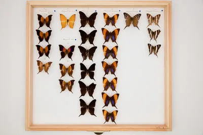 Marpesia furcula oechalia