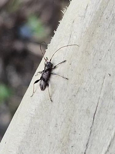 Stenellipsis gracilis