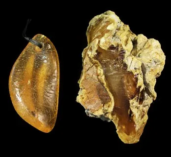 Kauri gum and gum digging