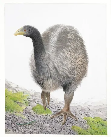 Image: Heavy-footed Moa. Pachyornis elephantopus. From the series: Extinct Birds of New Zealand.