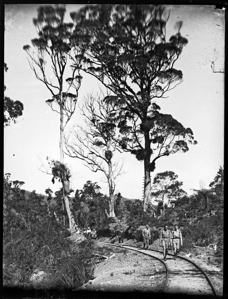 Tramline from Gully Road to Waitakere Dam.