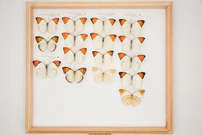 Hebomoia glaucippe liukiuensis