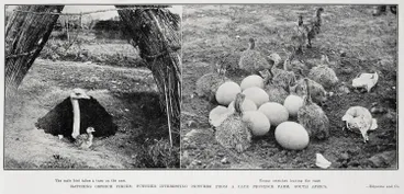 Image: Hatching Ostrich Chicks: Further Interesting Pictures From A Cape Province Farm, South Africa