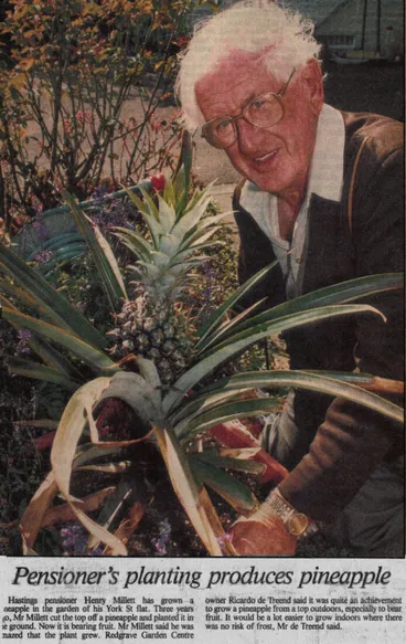 Image: Newspaper Article 1994 – Pensioner’s planting produces pineapple
