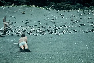 Image: Photographing sooty terns