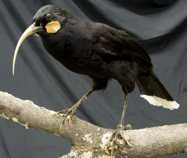 Image: Huia