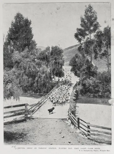 Image: Driving sheep on Takapau station, Waipiro Bay, East Cape-farm scene