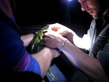 Image: Jolene's kakapo trip, January 2011