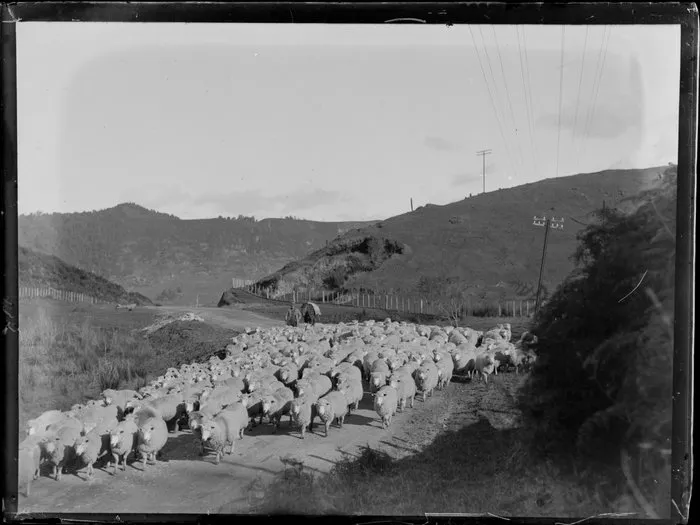 Flock of sheep on rural road, including drover, horse, and powerlines, location unknown