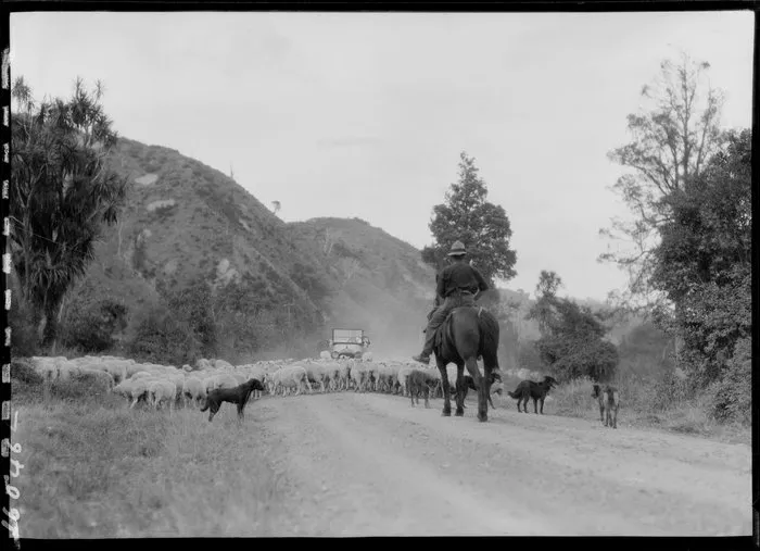 Sheep droving