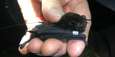 Image: How to catch a bat