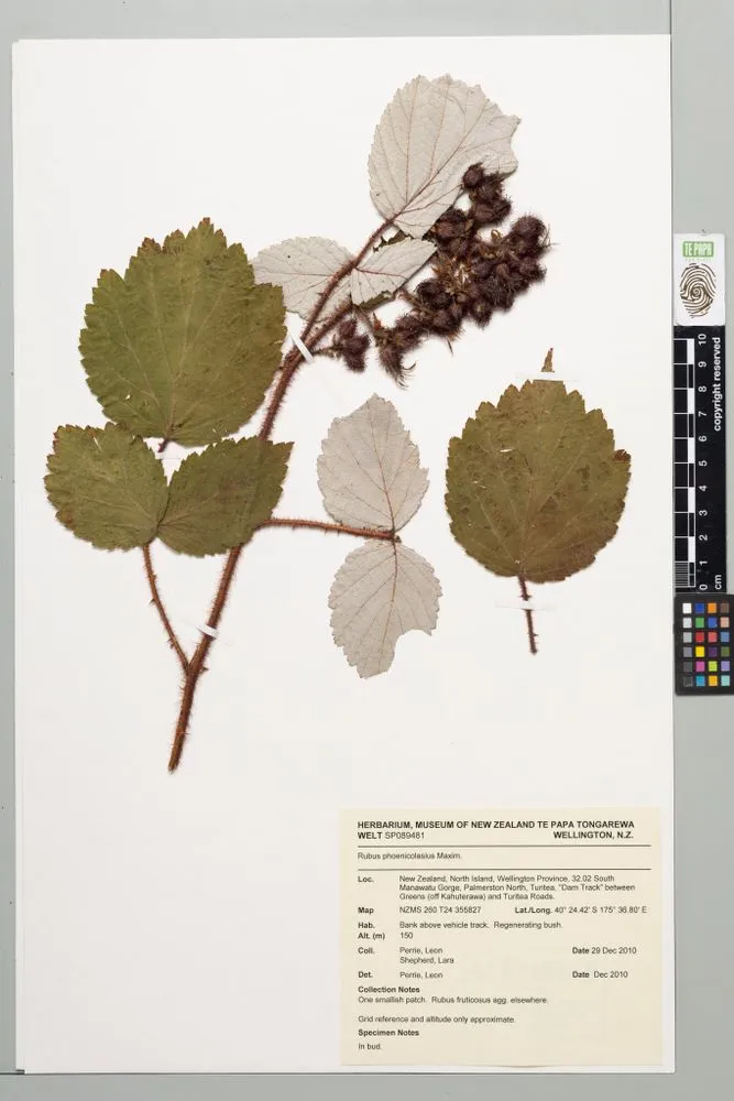 japanese wineberry, Rubus phoenicolasius Maxim.