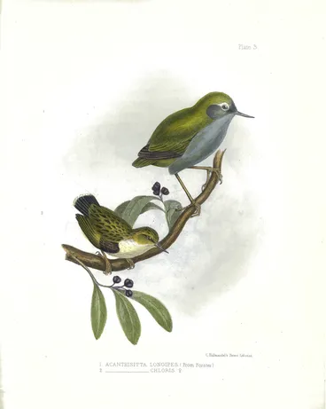 The Zoology of the Voyage of H.M.S. Erebus & Terror: under the command of Captain Sir James Clark Ross, R.N., F.R.S., during the years 1839 to 1843 Image: The Zoology of the Voyage of H.M.S. Erebus & Terror: under the command of Captain Sir James Clark Ross, R.N., F.R.S., during the years 1839 to 1843