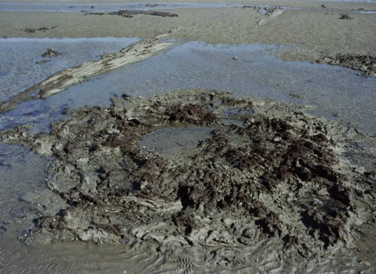 Ihumatao fossil forest, Māngere, ca 1979
