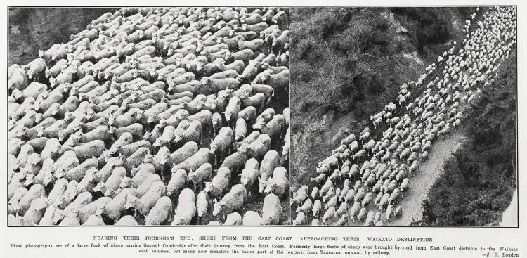 Nearing their journey's end: sheep from the East Coast approaching their Waikato destination