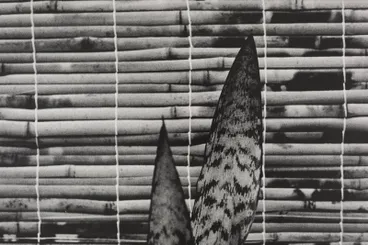 Image: Mother-in-Law's Tongue