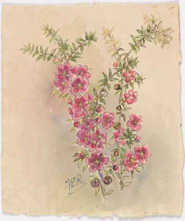 Image: Untitled [Tasmanian Manuka - Leptospermum]