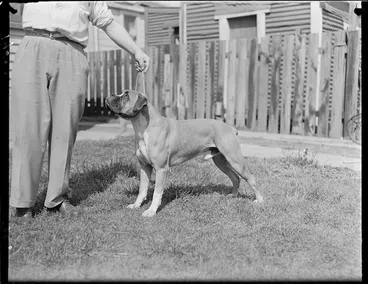 Image: Champion boxer dog