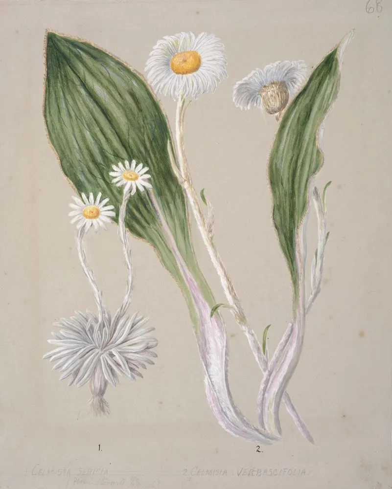 Celmisia (mountain daisy)