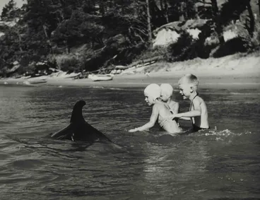 Image: Opo the dolphin, Opononi