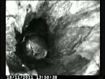 Image: Life in a morepork nest