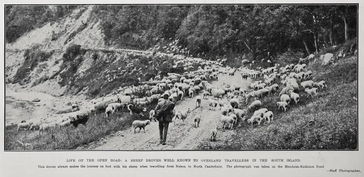 Life on the Open Road: A Sheep Drover Well Known To Overland Travellers in the South Island