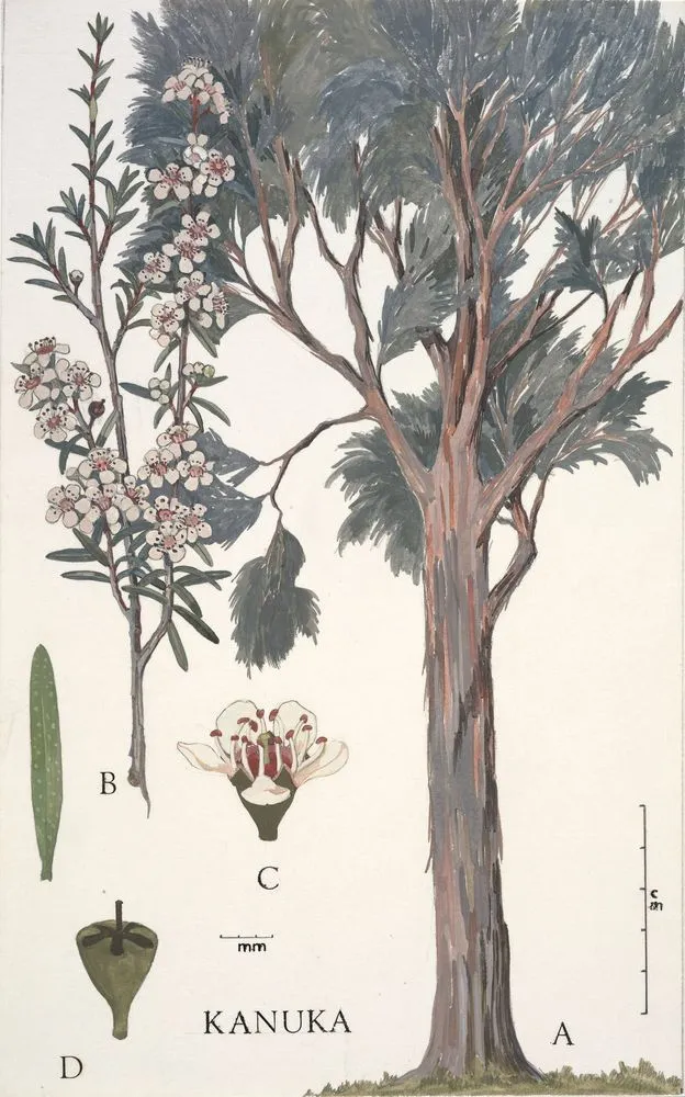 Watercolour illustration of kanuka (Kunzea ericoides), Plate 16 in 'New Zealand Native Trees'.