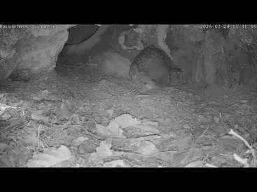 Image: Rakiura chick hatching - 24 February