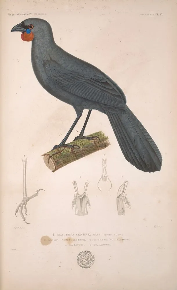 Mammifères- 1. 2. Tète de l'Otarie Cendrèe, mâle; 3. 4. Tête de l'Otarie Australe, femelle. (Nouvelle-Hollande.). Plate 15. From the book: Voyage de la corvette l'Astrolabe execute pendant les annees 1826-1827-1828-1829. Zoologique Atlas, Tome II