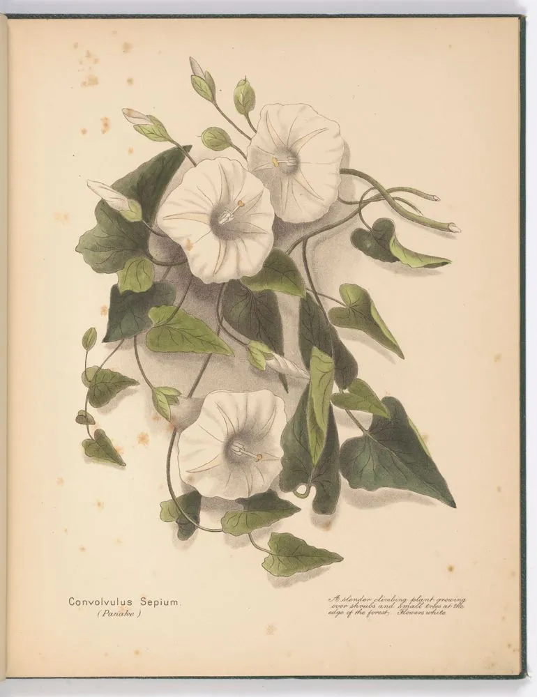 Convolvulus Sepium (Panake). Plate 4. From the book: New Zealand flowers
