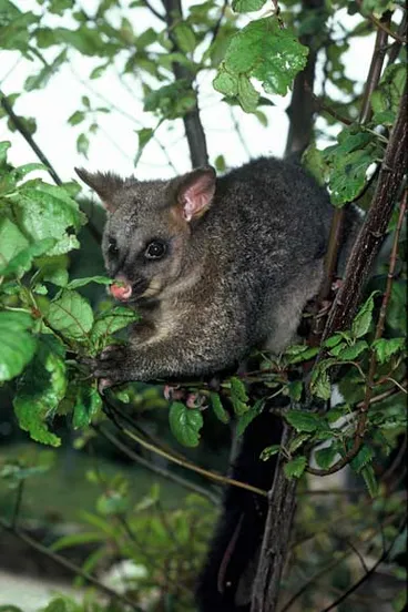 Brushtail possum Image: Brushtail possum