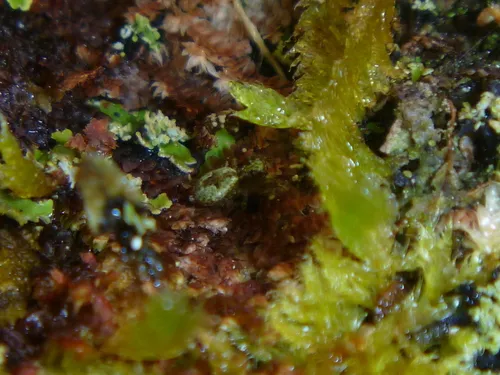 Hinewaia embolica