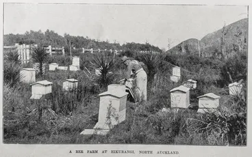 Image: A bee farm at Hikurangi, Northland