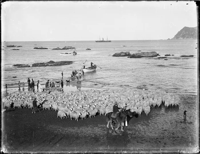 Sheep for transportation at Waipiro Bay beach