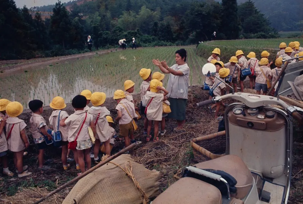 Japan series: rice paddies