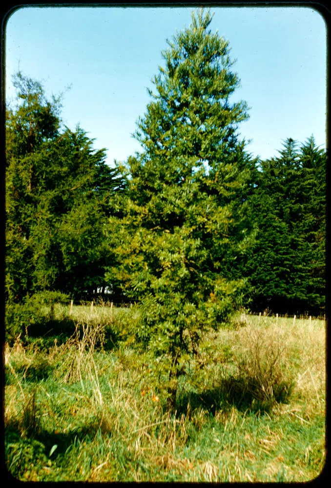 Cornwall Park? Tree Nursery