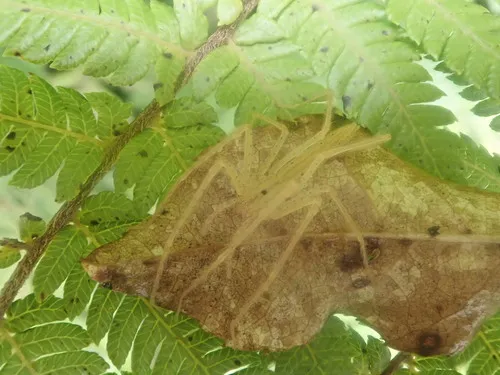 Ischalea spinipes