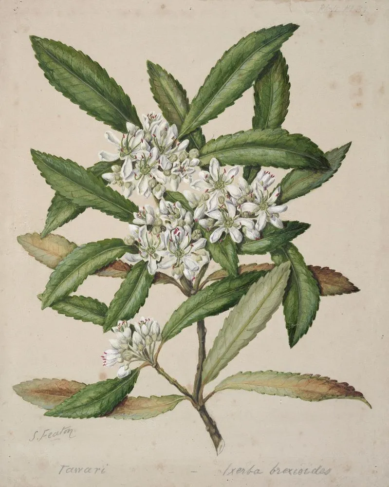 Ixerba brexioides: Tawari