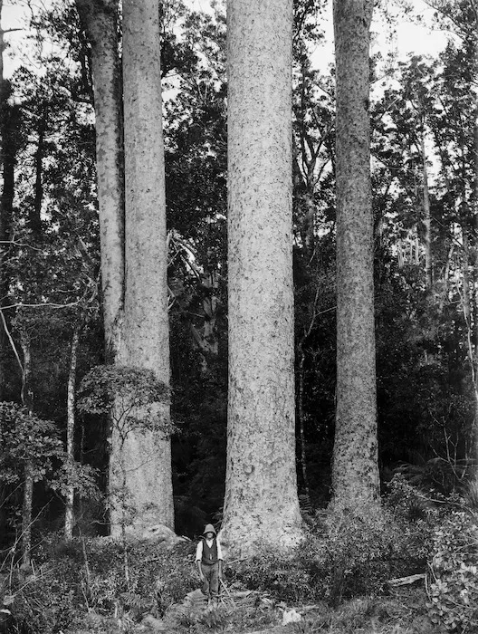 Kauri trees