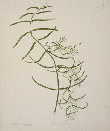 Image: [Aka-kiore; Parsonsia rosea]