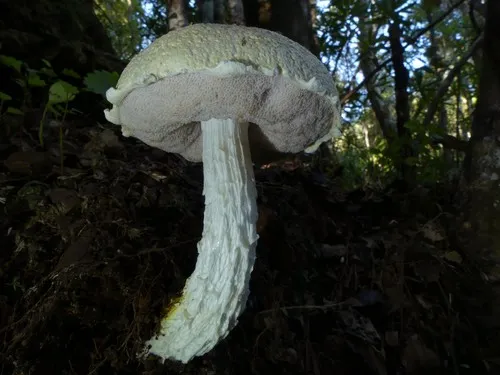 Snowy Bolete
