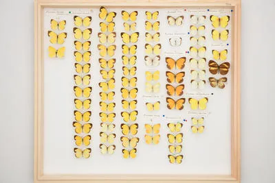 Eurema hecabe mandarina