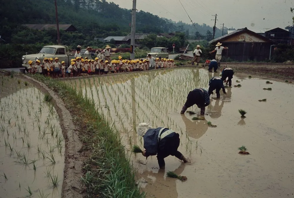 Japan Series: Rice Planting